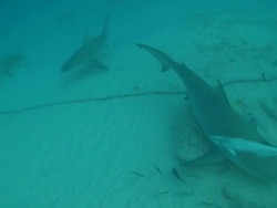 MS TS Shot of Bull shark / Playa del Carmen, Isla Mujeres, Mexico  Stock Footage