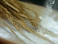 HD Super Slow-Mo: Flour Falling On Wheat Stock Footage