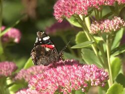 Red Admiral (Vanessa atalanta) feeding on Sedum, UK Stock Footage