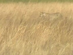 MS PAN Shot of cheetah walking in tall dry grass and observing surroundings / Okavango Delta, North-West District, Botswana Stock Footage