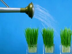 Pouring Grass .. Stock Footage