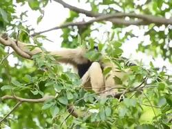 Gibbon Stock Footage