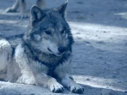 Wolf in the Moonlight Stock Footage