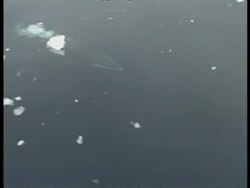 Aerial tracking shot of Minke whale surfacing and diving, ice fragments float on water, Antarctica Stock Footage