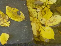 HD DOLLY: Forest Stream Stock Footage