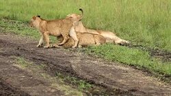 Lioness resting with cubs Stock Footage