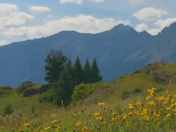 Mountain meadow with flowers Stock Footage