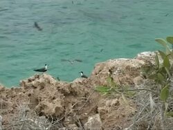 Bridled terns, Sterna anaethetus, landing on rock, some fly off, WA, Oman Stock Footage