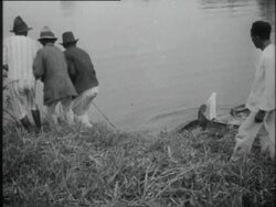 Men bring crocodiles that they caught to the village Stock Footage