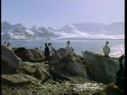 WA Blue eye shags, Phalacrocorax atriceps, on rocks on shore, Antarctica Stock Footage