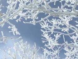 CU View of Branches covered in snow and foggy / Mujugun, Jeollabuk do, South Korea Stock Footage