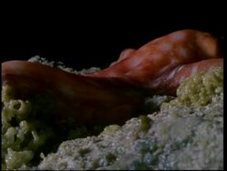 Red octopus moves from land to water, Australia, short sequence Stock Footage