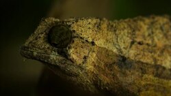 A dwarf chameleon moves its eye. Stock Footage