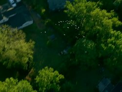 Long Shot  aerial pan-right zoom-in - A flock of pigeons flies fast over a tree-filled suburban community. /  USA Stock Footage