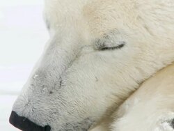 CU PAN Polar bear sleeping on snowy landscap / Churchill, Manitoba, Canada Stock Footage