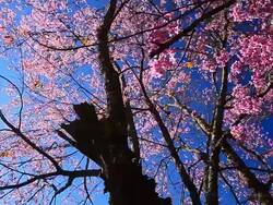 Dolly Shot: Spring Pink Cherry Blossoms with Blue Sky Backgrounds Stock Footage