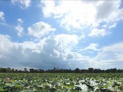 Pink Lotus Stock Footage
