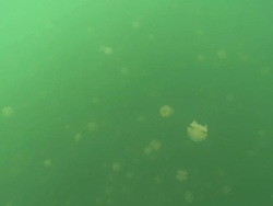 MS View of Swarming stingless jellyfish swimming in water / Palau, Micronesia, Palau  Stock Footage