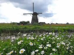 WS Shot of windmills near Leidschendam / South Holland, Netherlands Stock Footage