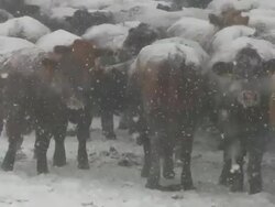 Cows in snow storm Stock Footage
