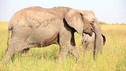 Elephants in Safari at Wild Stock Footage