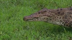 An alligator crawls across green grass. Stock Footage