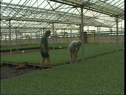 Broccoli is more than just a vegetable according to experts News Clip