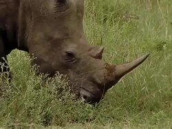 CU Mother and baby rhino in grazing / Save Valley, Southern Zimbabwe, Zimbabwe Stock Footage