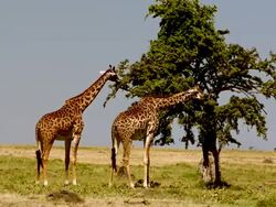 WS Two giraffes feeding at tree / Masai Mara, Kenya Stock Footage