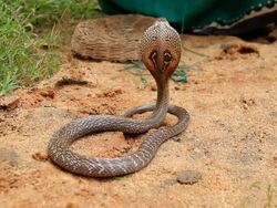 Angry cobra Stock Footage