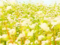 Close-up of a flowering buckwheat. Stock Footage