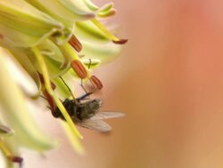 WS View of Single fly crawling over flowers of aloe plant / Namaqualand, Northern Cape, South Africa Stock Footage