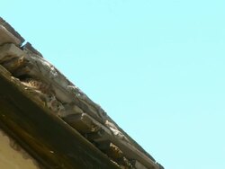 MS Shot of Lesser Kestrel (Falco naumanni) feeding chicks in old house roof / Judea, Israel Stock Footage