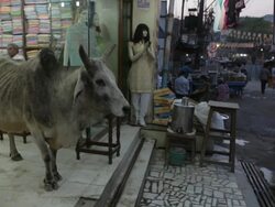 WS Cow standing in sari shop / Varanasi, India Stock Footage