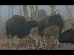 Gaur (Bos gaurus) in misty forest; calf suckling from mother, bull sniffing air, Nagarahole, India Stock Footage