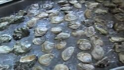 Sustainable seafood from the sea to the table News Clip