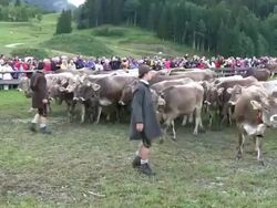 MS PAN Viehscheid at Schollang near Oberstdorf, ceremonial driving down of cattle from mountain pastures into valley in autumn at Allgau Alps / Oberstdorf, Bavaria, Germany Stock Footage