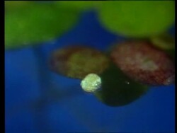BCU Male ribbon reed flower opening on water surface Stock Footage