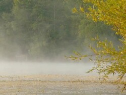 HD DOLLY: Lake Tree In Mist Stock Footage