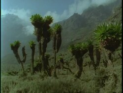 WA Tree Senecio, Dendrosenecio adnivalis, on Rwenzori Mountain, Uganda, Africa Stock Footage