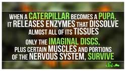 How Does Bug Soup Become a Butterfly? Instructional Video