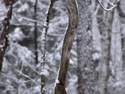 Forest snow Seamless loop 2 Stock Footage