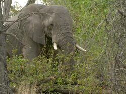 MS Shot of elephant grazing in thick bush / Okavango Delta, North-West District, Botswana Stock Footage
