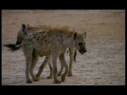 MS 2 Spotted Hyenas (Crocuta crocuta) together, Botswana Stock Footage