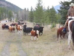 Cowgirl counting cattle on horseback Stock Footage