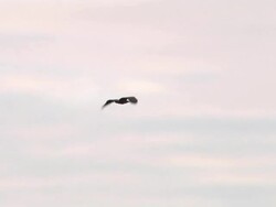 HD: Flying eagle Stock Footage