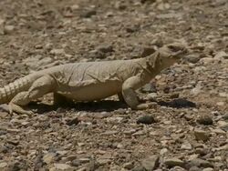 MS POV View of mastigure walking  / Eilat, southern Negev, Israel Stock Footage
