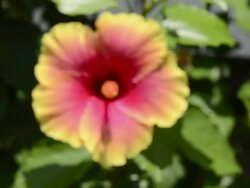 CU R/F Yellow hibiscus flower is moving in wind (Hibiscus) / Lamai, Ko Samui, Thailand    Stock Footage