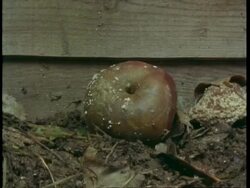 T/L CU fallen apple rotting Stock Footage