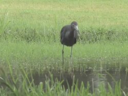 little blue heron 2 Stock Footage